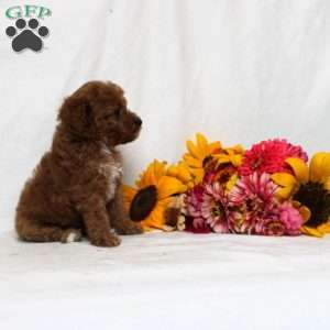 Benittah F1bb, Mini Goldendoodle Puppy